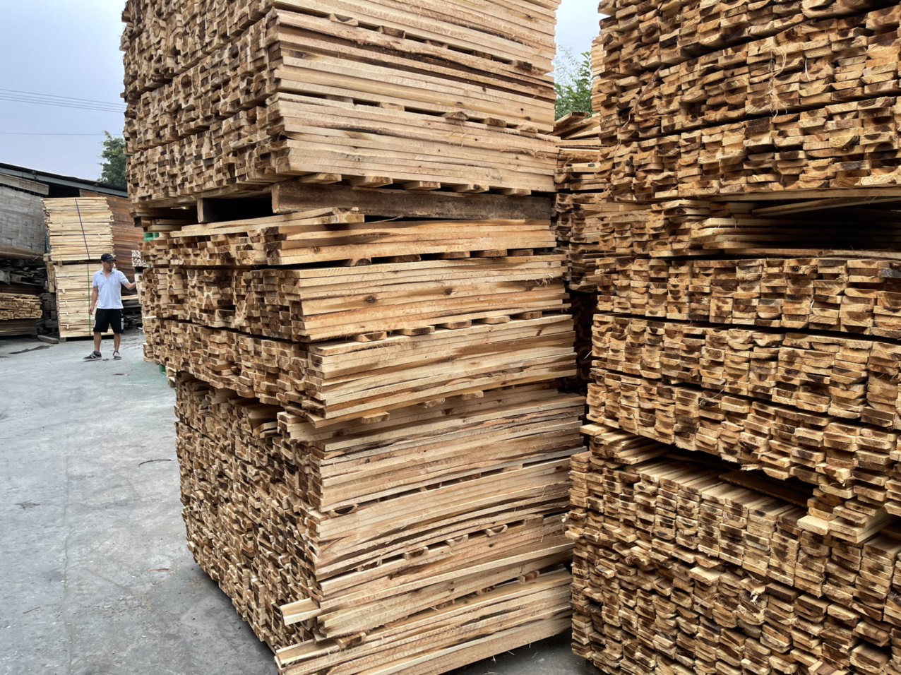 chọn gỗ tràm, phơi khô tự nhiên ngoài nắng